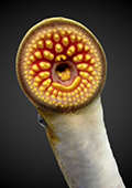 Adult Sea Lamprey Mouth and Body