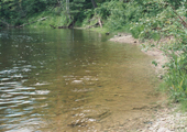Stream Bank and Near Shore Habitat